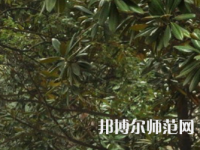 湖南師范大學(xué)樹達學(xué)院2023年學(xué)費、收費多少