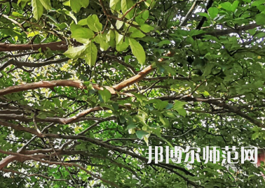 湖南師范大學(xué)2023年報(bào)名條件、招生要求、招生對象