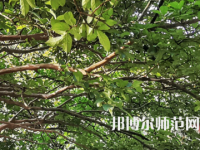 湖南師范大學(xué)2023年報(bào)名條件、招生要求、招生對(duì)象